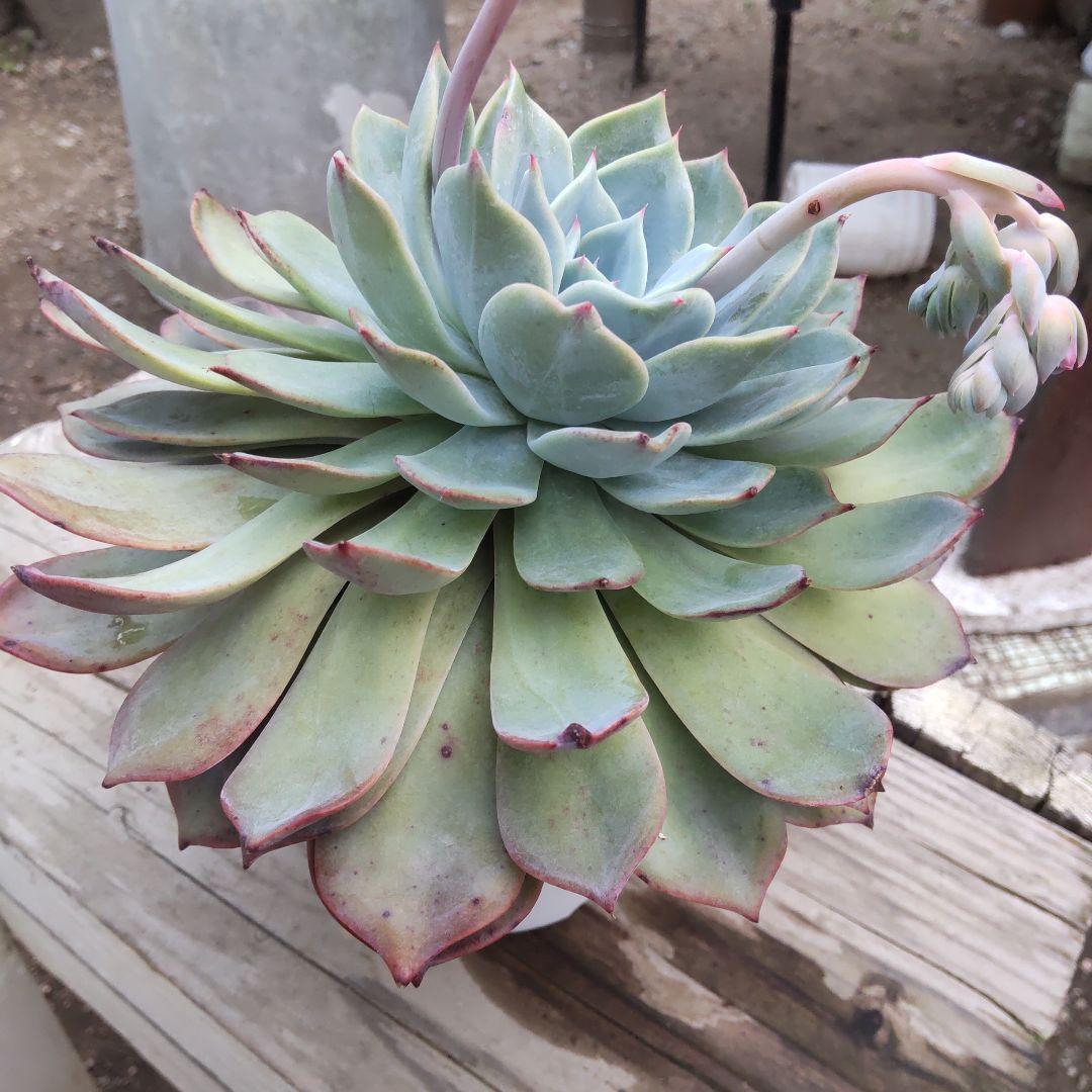 親株 超デカベリア 札付き✡️ラウリンゼ×青典牡丹✡️多肉 オーズさん