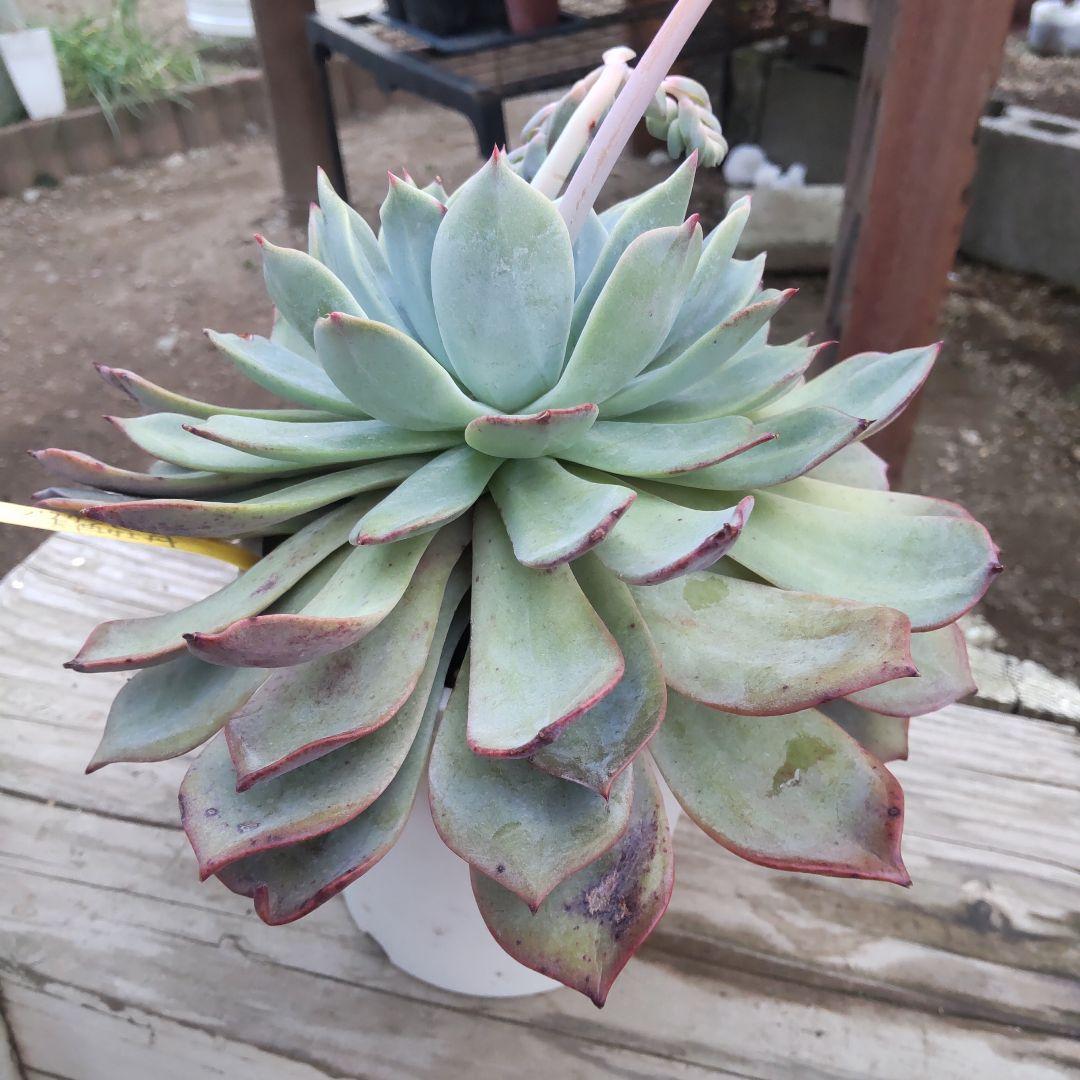 親株 超デカベリア 札付き✡️ラウリンゼ×青典牡丹✡️多肉 オーズさん