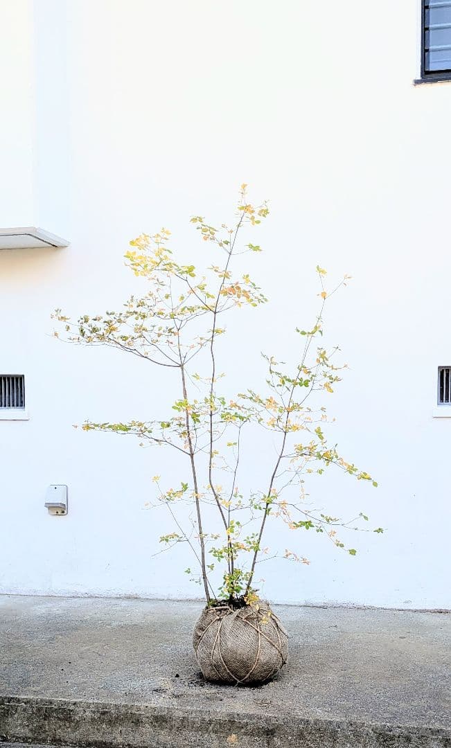 上品。山採りドウダンツツジ。