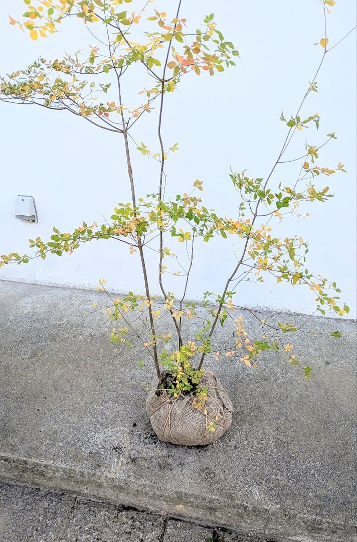 上品。山採りドウダンツツジ。