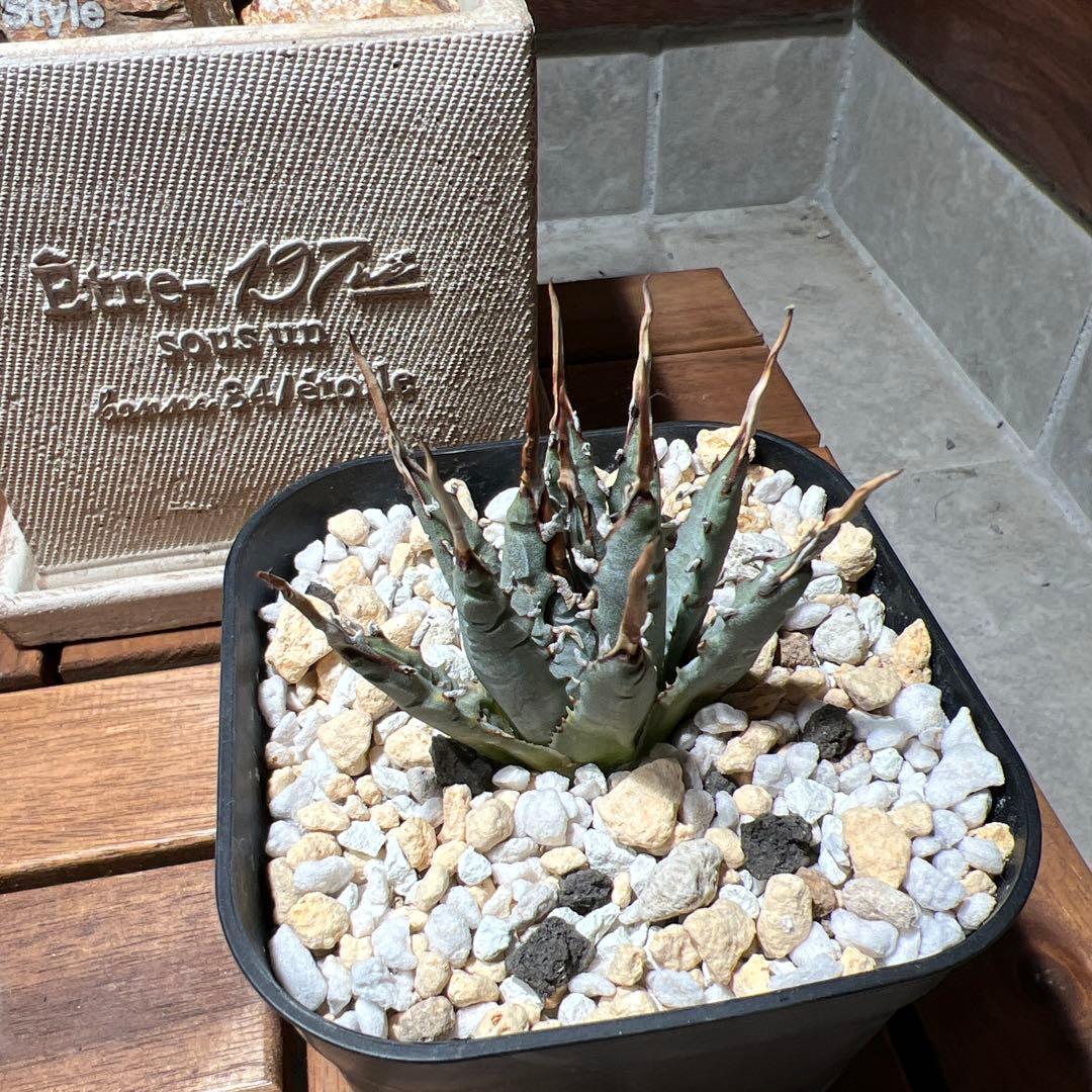 アガベ ユタエンシス　エボリスピナ　発根済み