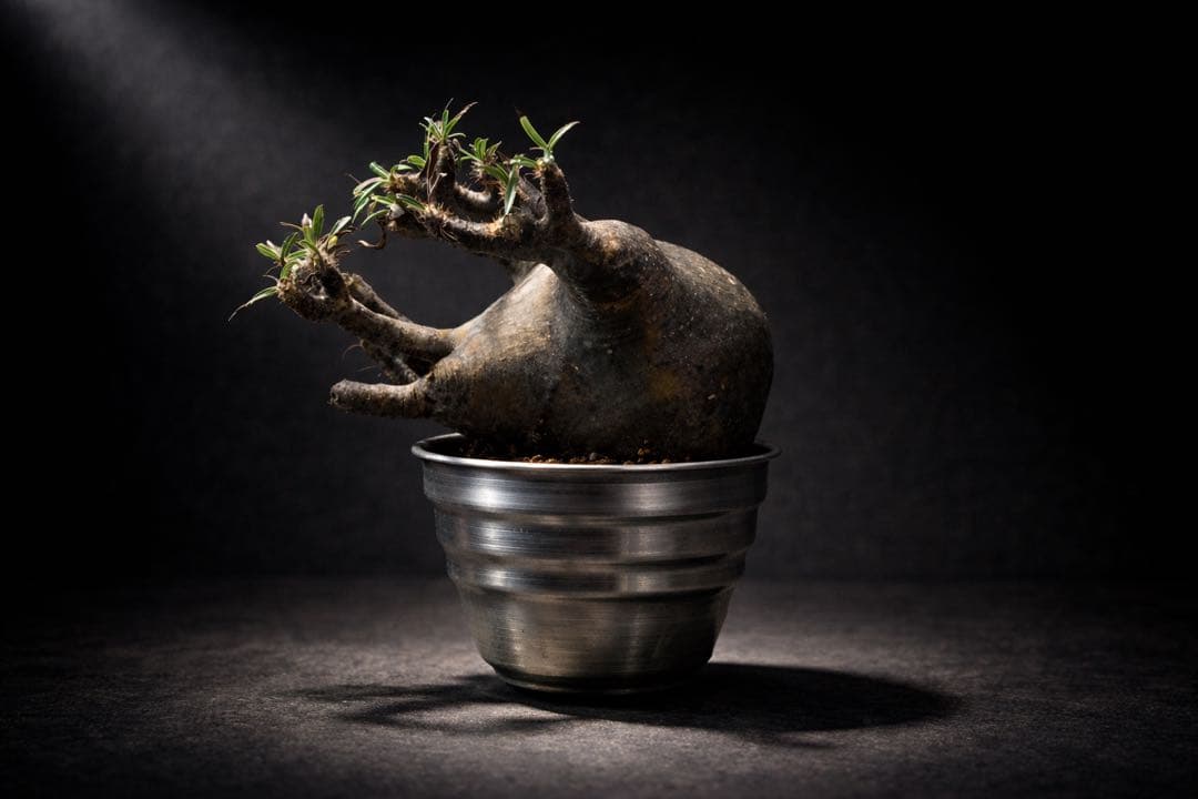 グラキリス【発根済】【m&m】【送料込】