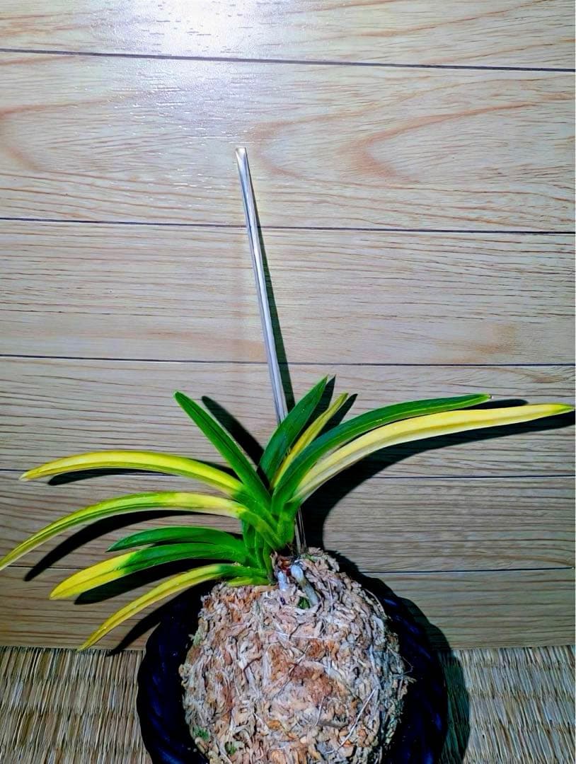 富貴蘭「錦織」2本立ち