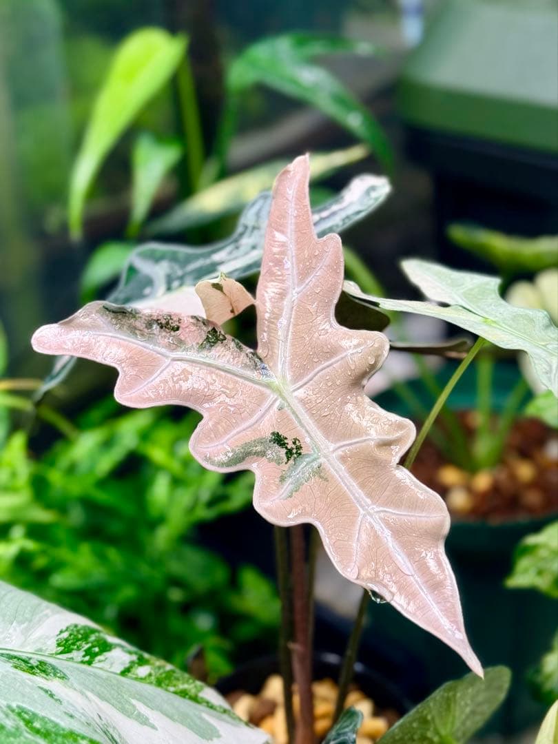 アロカシア ノビリス 斑入り ピンク AA04【マドカズラ モンステラ】