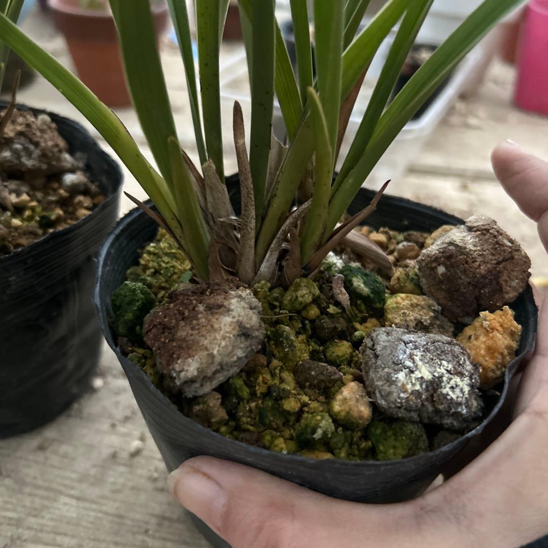 キンリョウヘン　斑入り　ミツバチ誘引　2ポット