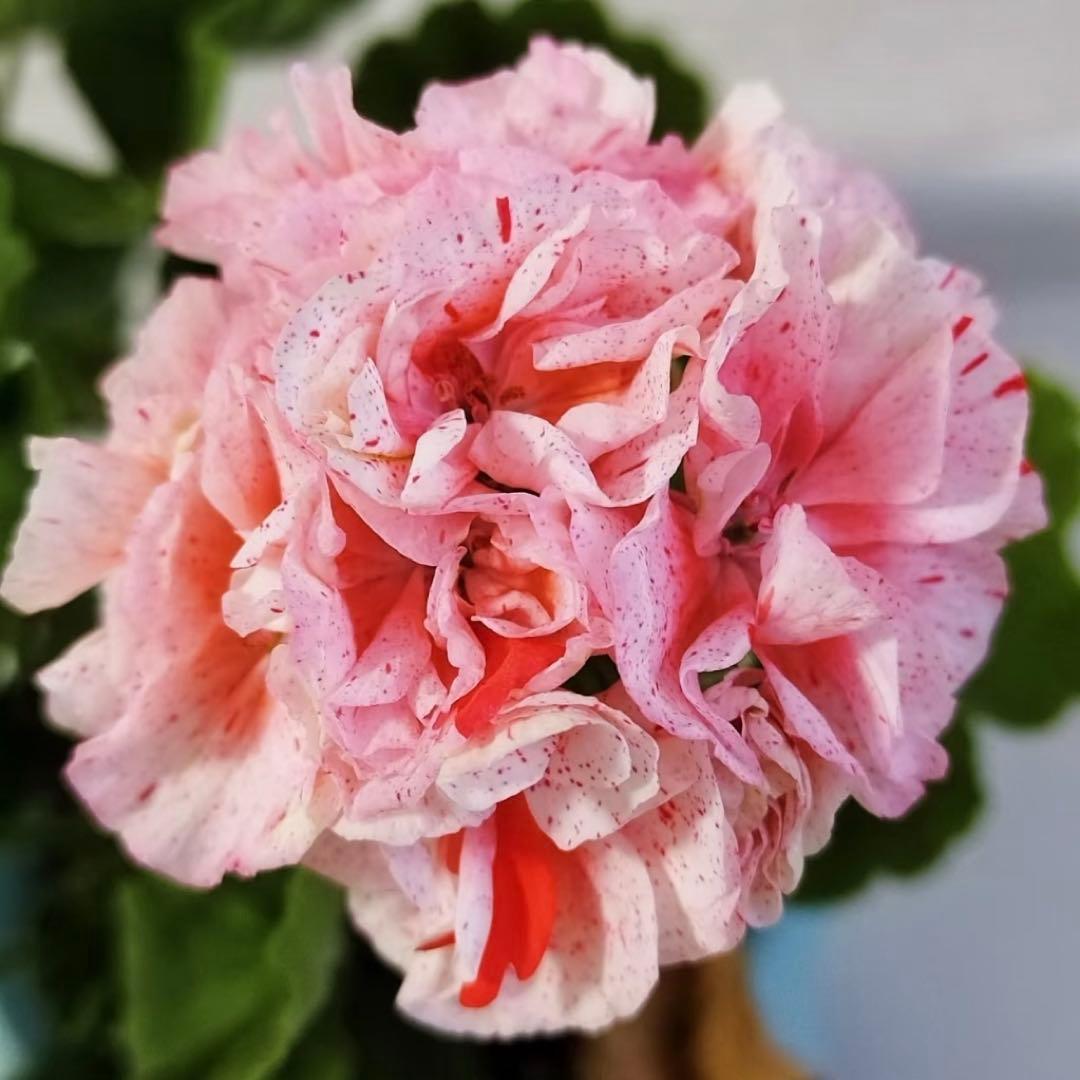 絞り咲ゼラニウム　希少品種ゼラニウム　超珍しいゼラニウム　SHAN01