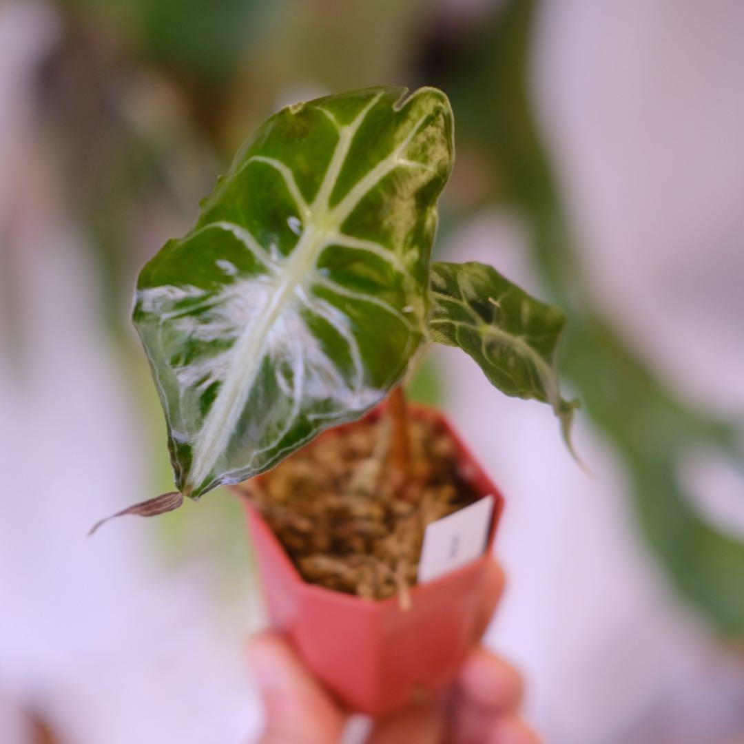 Alocasia ‘Venom’ │ アロカシア・ヴェノム │ 観葉植物