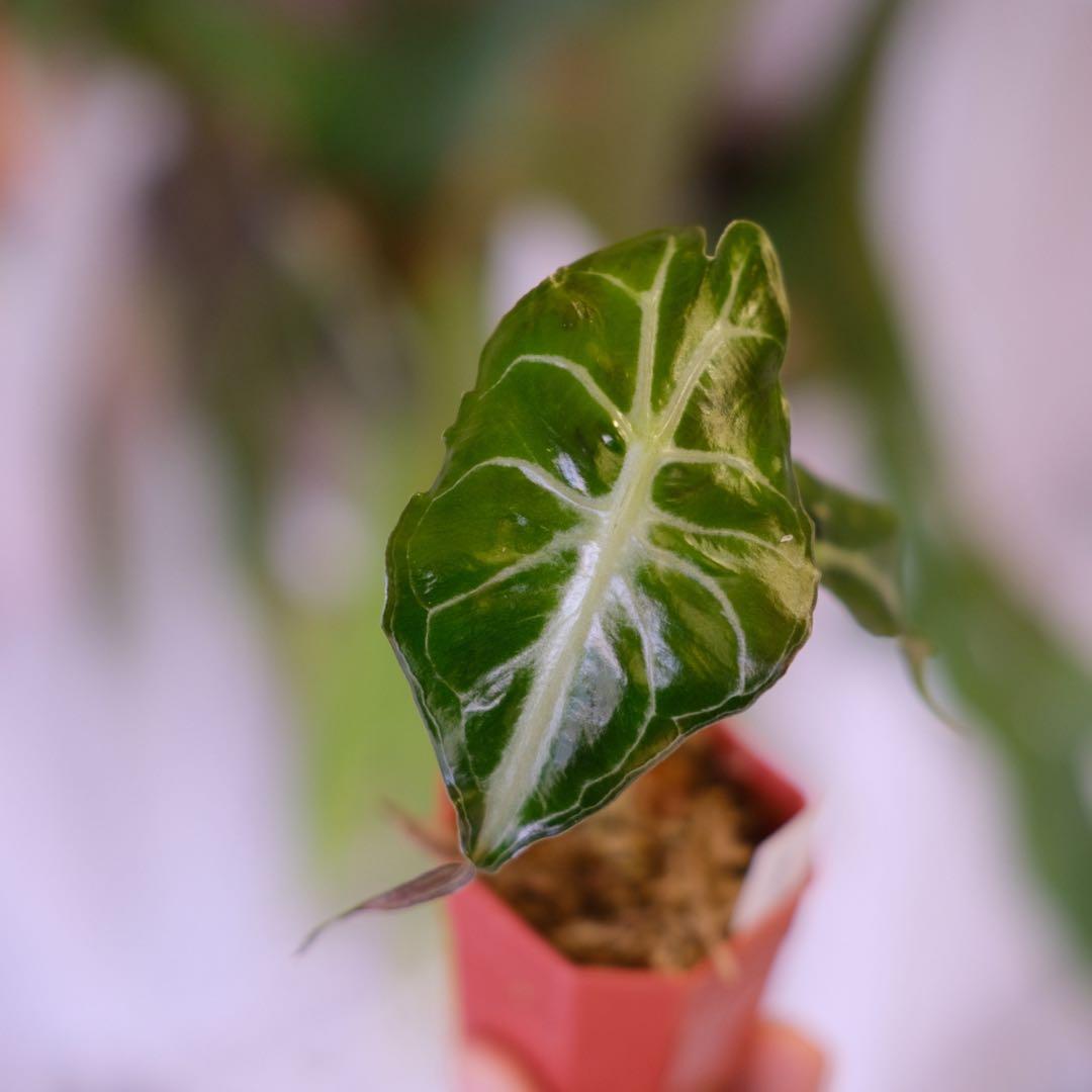 Alocasia ‘Venom’ │ アロカシア・ヴェノム │ 観葉植物