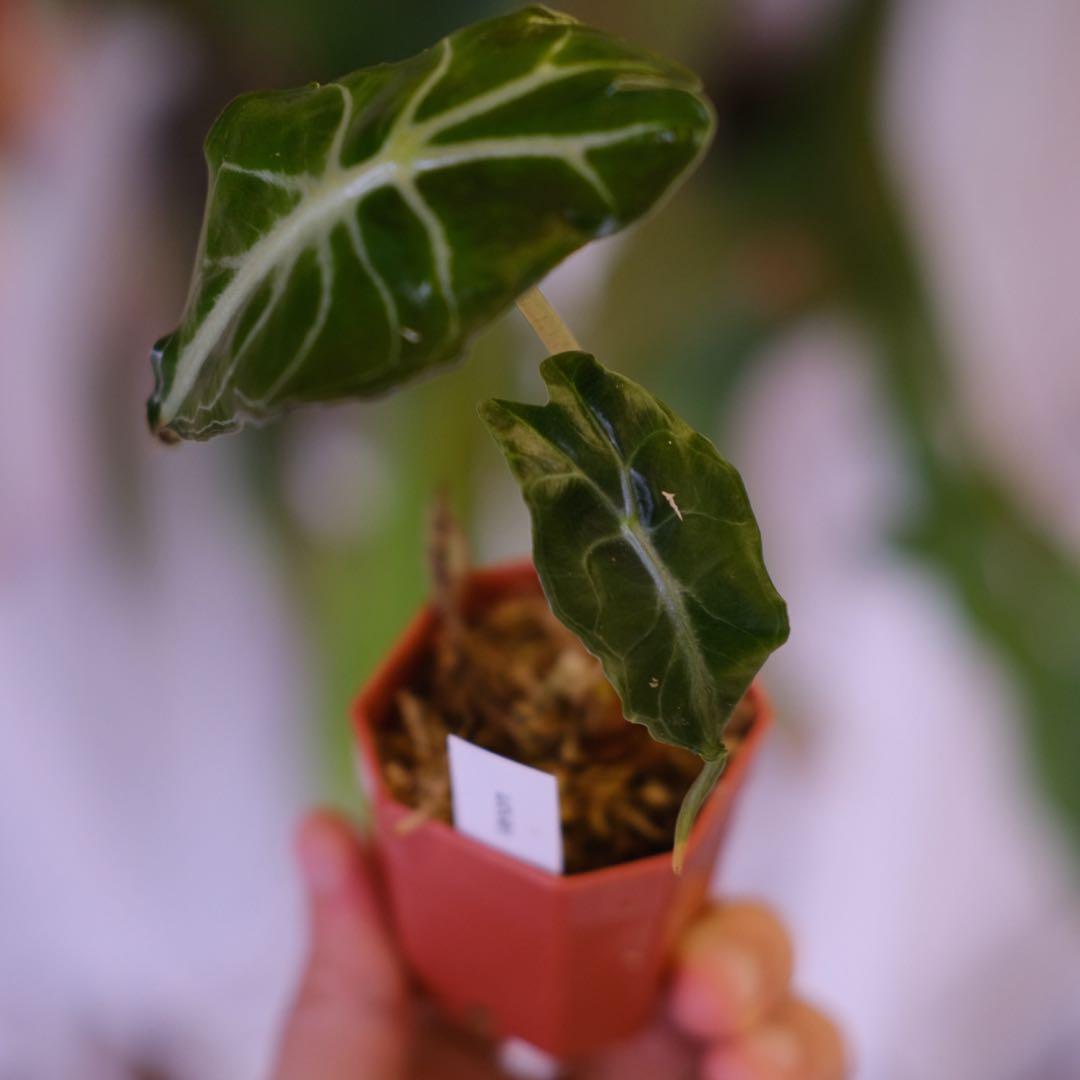 Alocasia ‘Venom’ │ アロカシア・ヴェノム │ 観葉植物