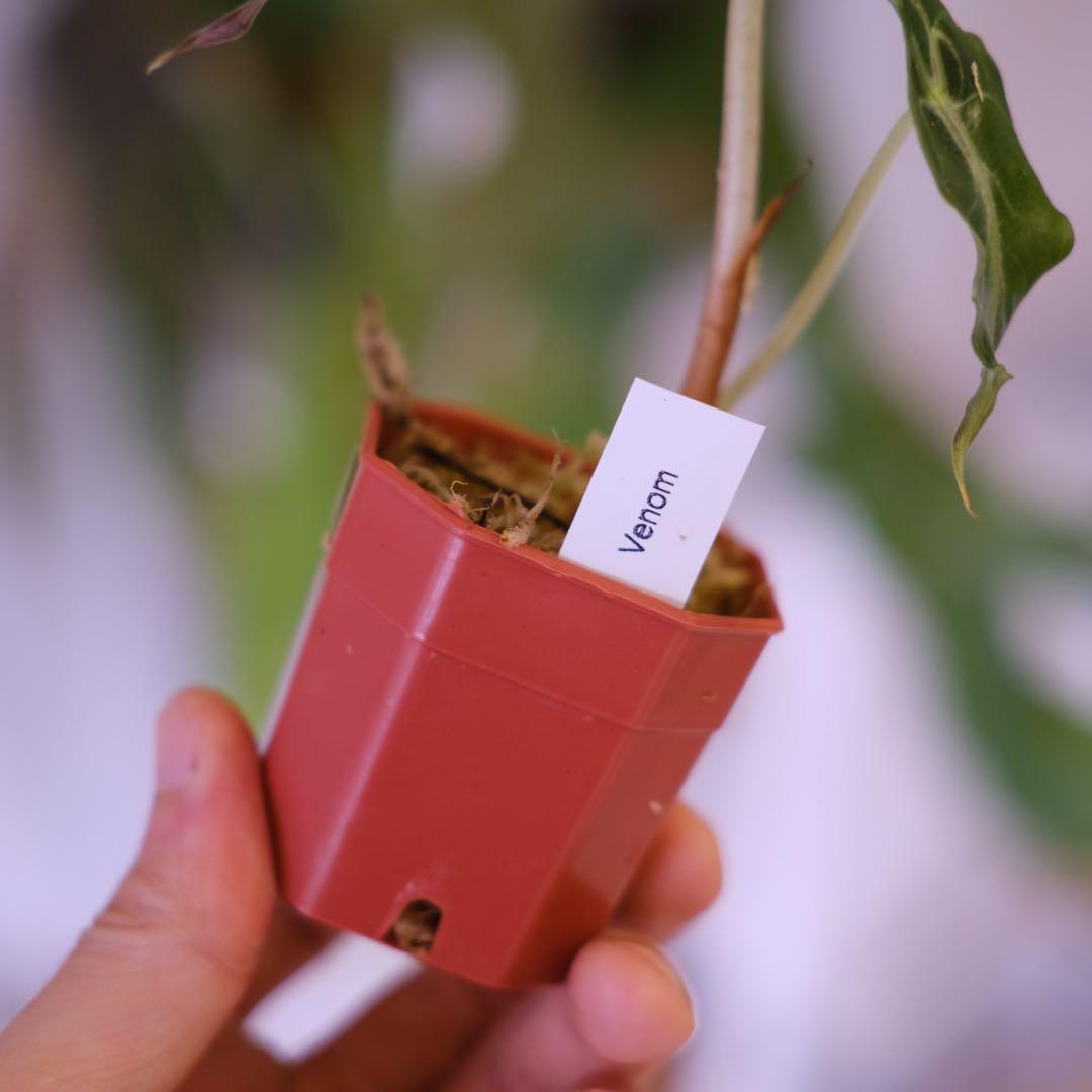 Alocasia ‘Venom’ │ アロカシア・ヴェノム │ 観葉植物