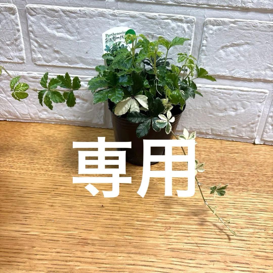 【現品】レア♡斑入り♡シュガーパイン♡3号♡ポットごと宅急便コンパクト