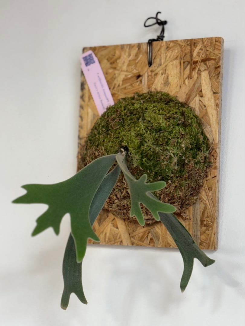 ビカクシダ P. willinckii Anapat#9 (PUP)