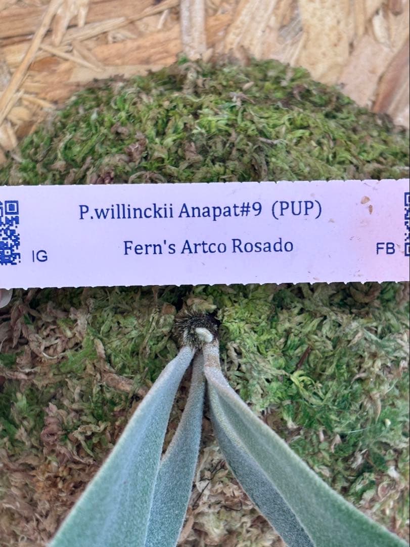 ビカクシダ P. willinckii Anapat#9 (PUP)