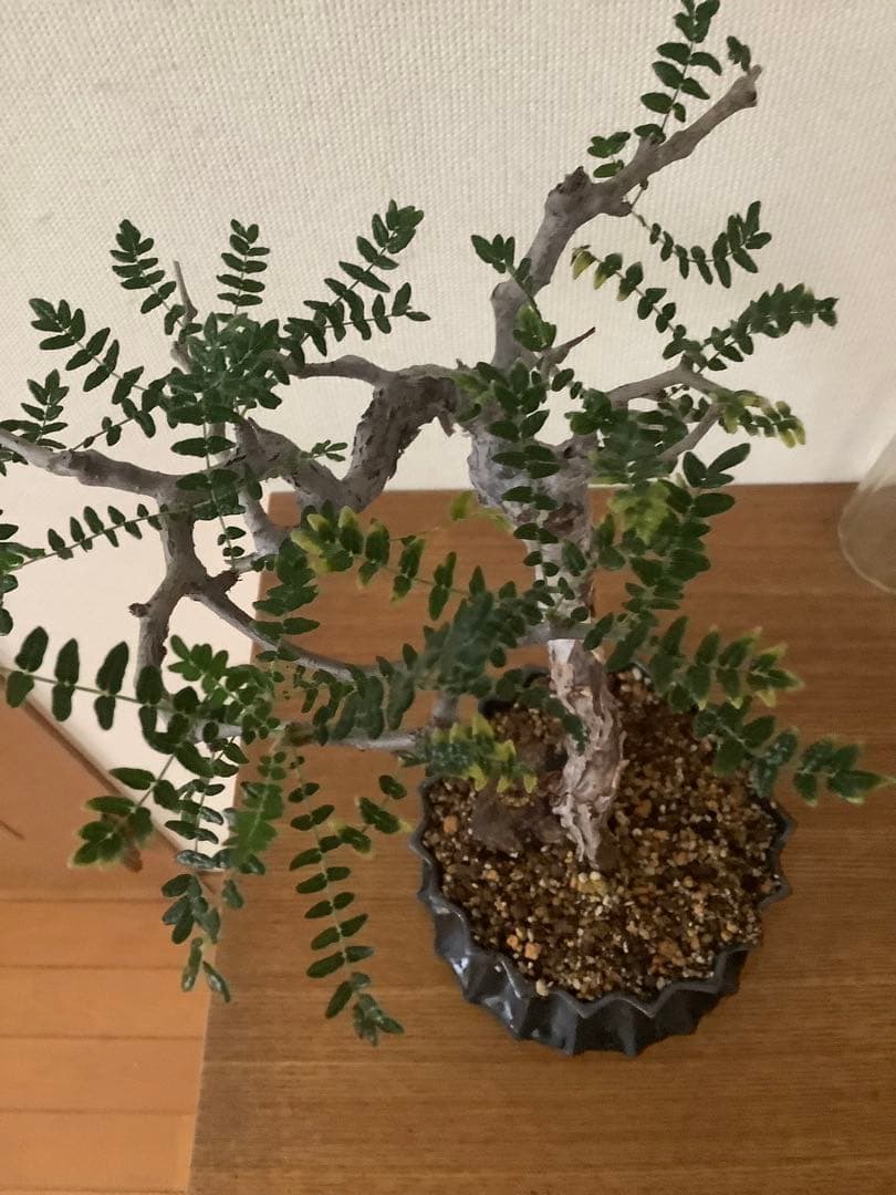 コミフォラモンストローサ　現地球　塊根植物