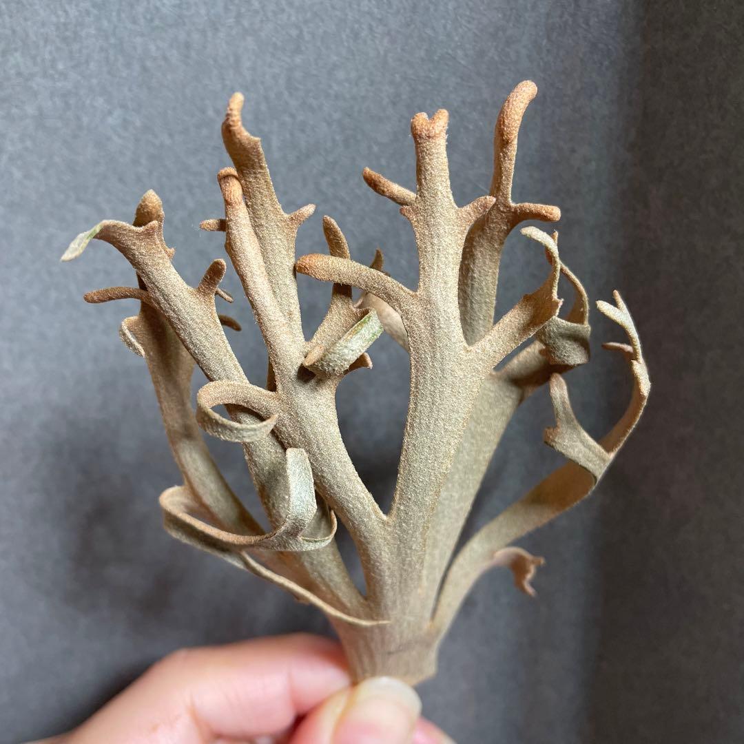 ② yellow moon dwarf sporeling 胞子 ビカクシダ