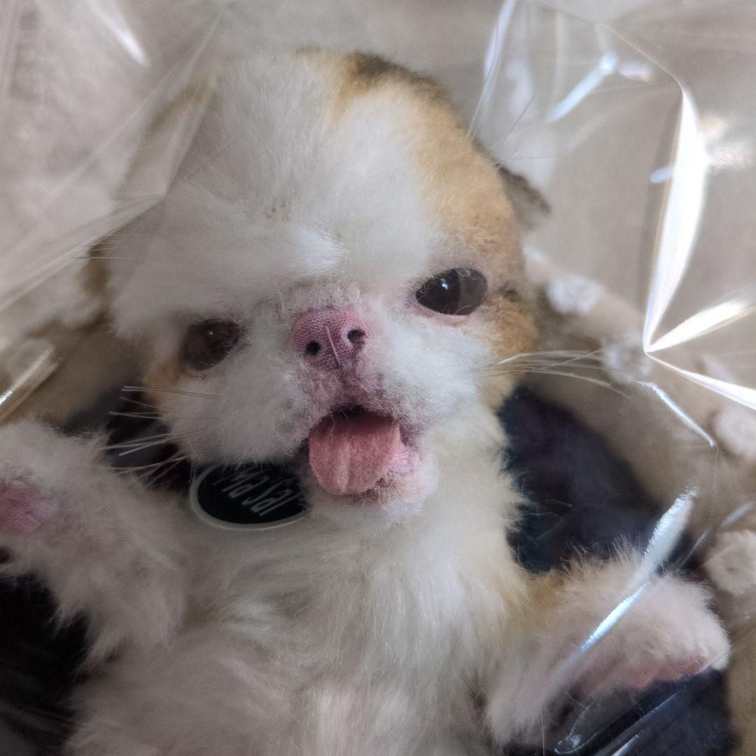 S*n様 作家物 猫 ネコ アートドール エキゾチック