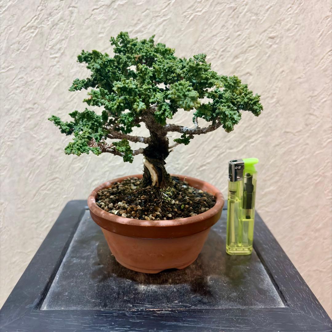 樹高12㎝　石化ヒノキ　檜　小品盆栽　真柏　黒松　五葉松　楓　桜　梅