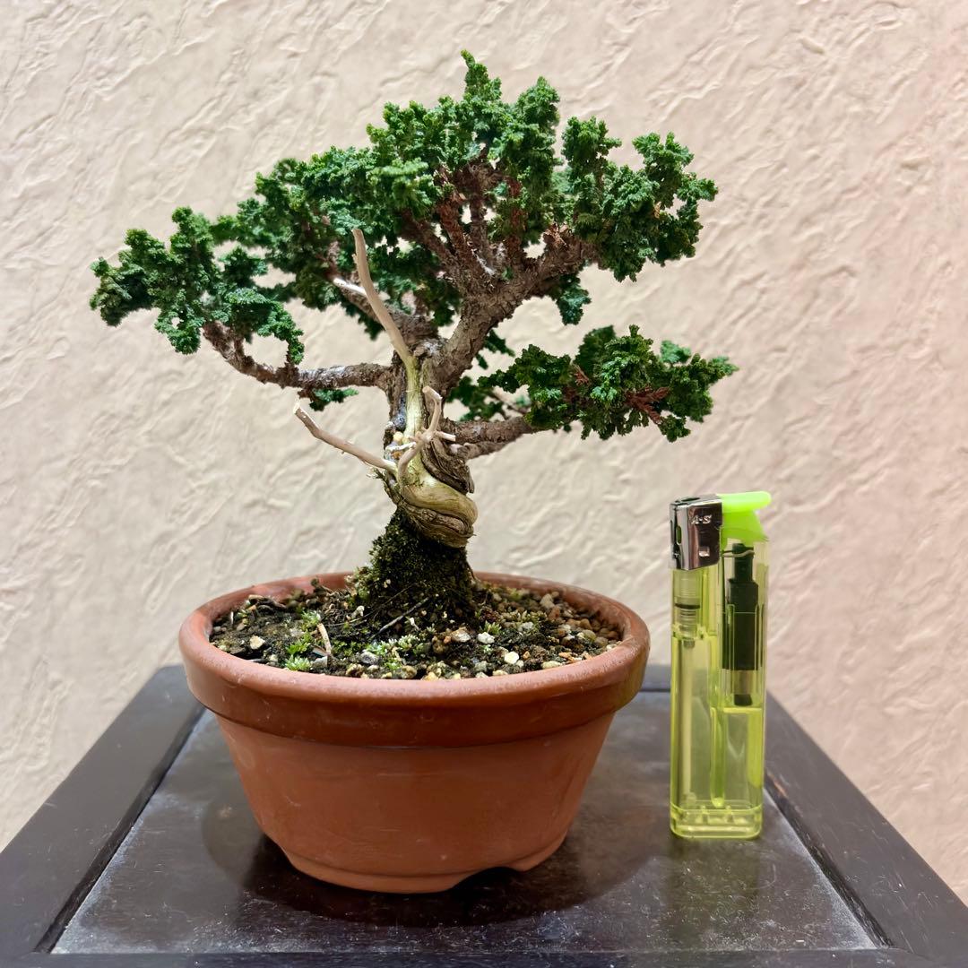 樹高12㎝　石化ヒノキ　檜　小品盆栽　真柏　黒松　五葉松　楓　桜　梅