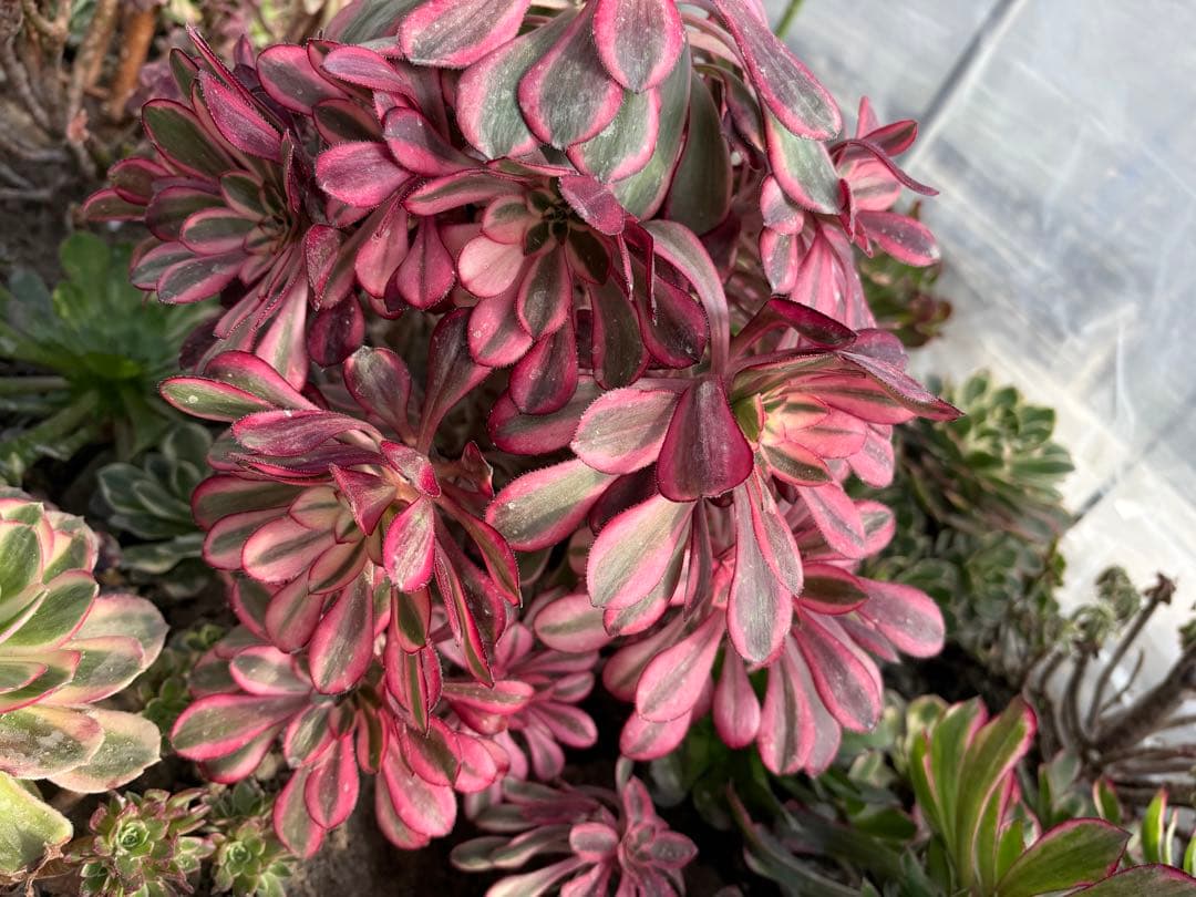 アエオニウム　シャネル法師錦