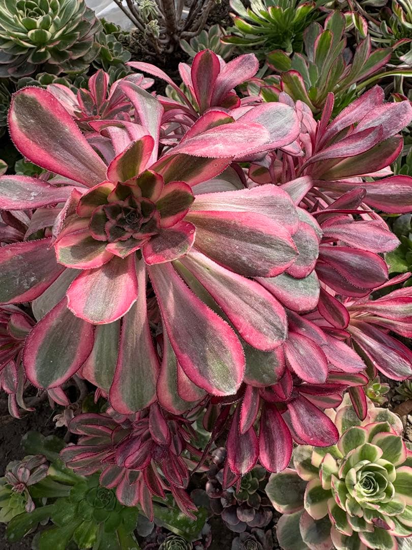 アエオニウム　シャネル法師錦