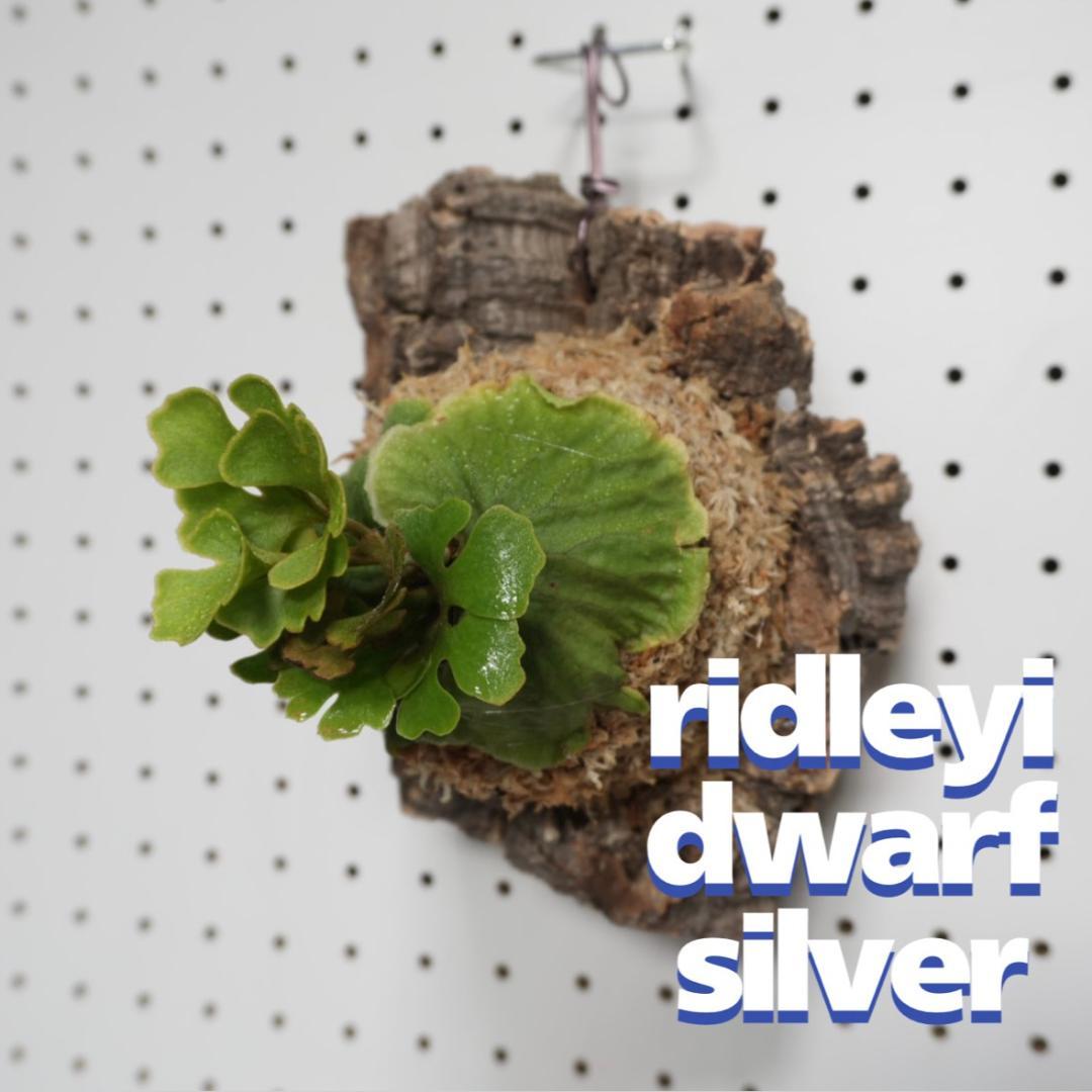 ビカクシダ リドレイ ドワーフ シルバー 小株　R-4