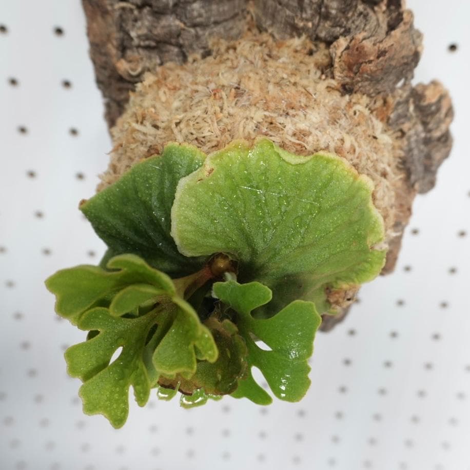 ビカクシダ リドレイ ドワーフ シルバー 小株　R-4