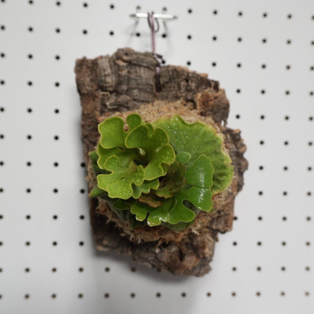 ビカクシダ リドレイ ドワーフ シルバー 小株　R-4