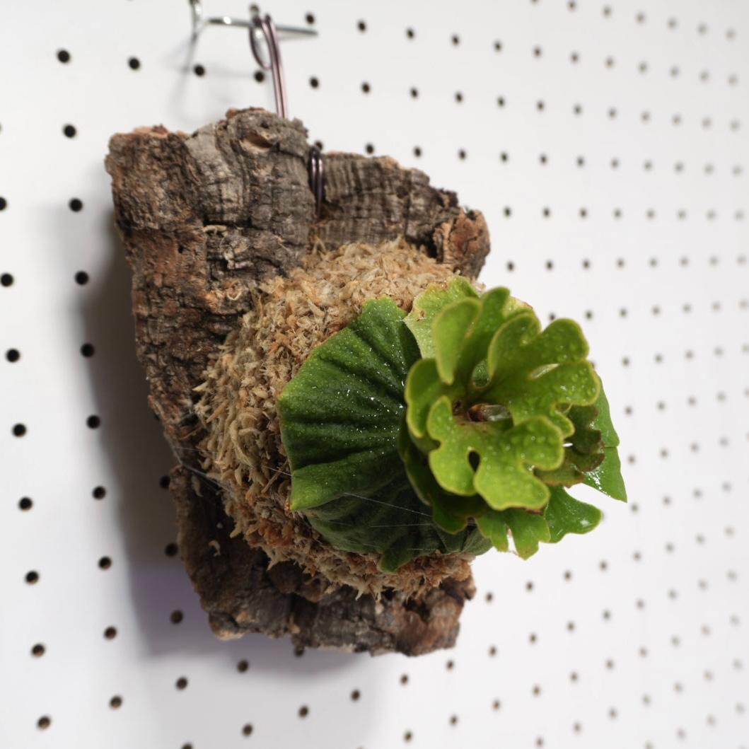 ビカクシダ リドレイ ドワーフ シルバー 小株　R-4