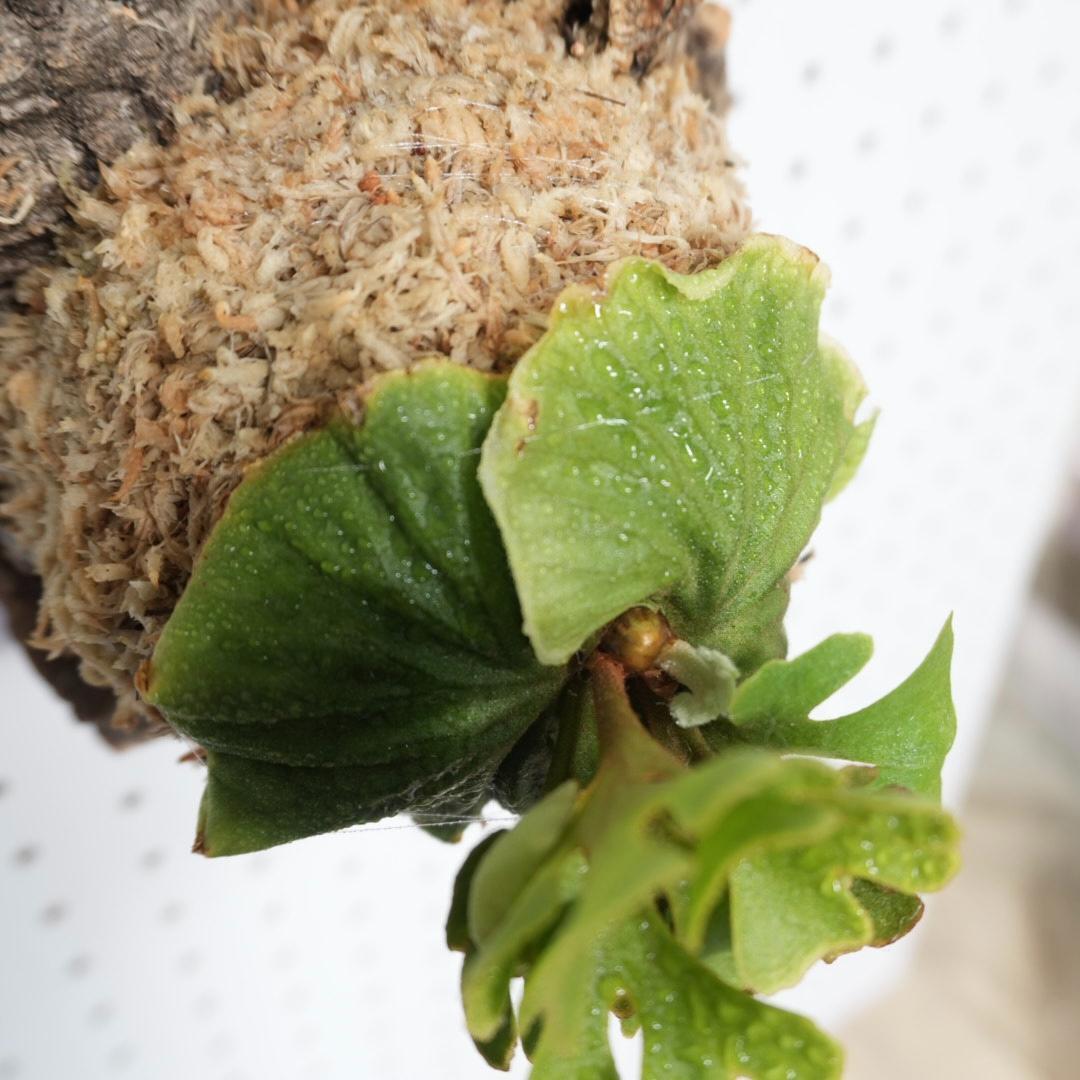 ビカクシダ リドレイ ドワーフ シルバー 小株　R-4