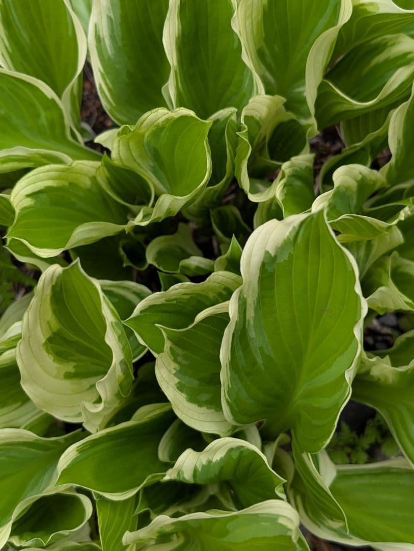 ✣ ギボウシ ✣ ホスタ ✣ 株分け苗 ✣ 大株 ✣