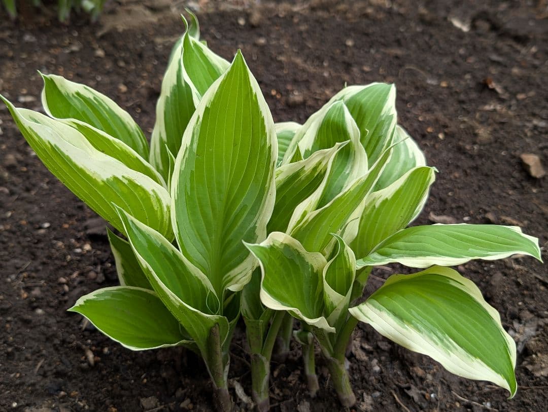 ✣ ギボウシ ✣ ホスタ ✣ 株分け苗 ✣ 大株 ✣