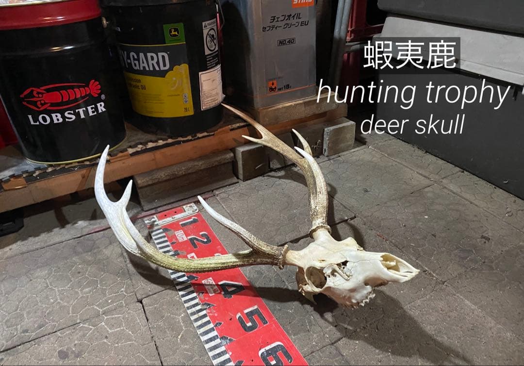 n*r様 蝦夷鹿hunting trophy（deer skull）天然