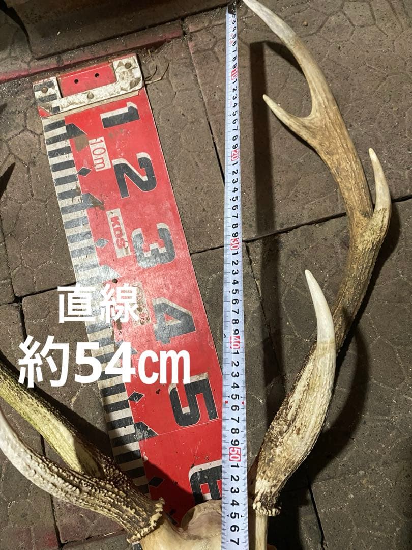 n*r様 蝦夷鹿hunting trophy（deer skull）天然