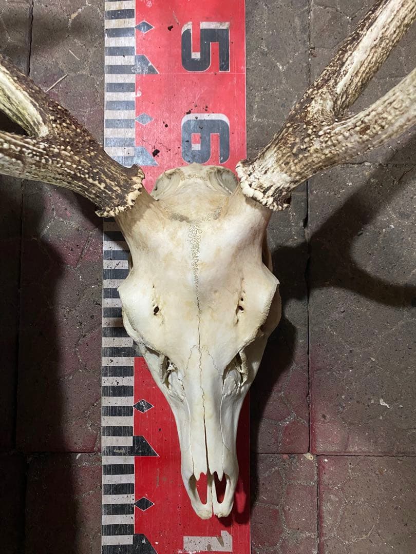 n*r様 蝦夷鹿hunting trophy（deer skull）天然