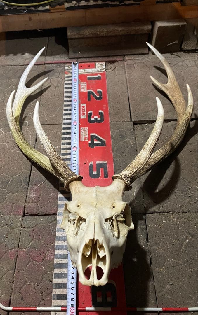 n*r様 蝦夷鹿hunting trophy（deer skull）天然