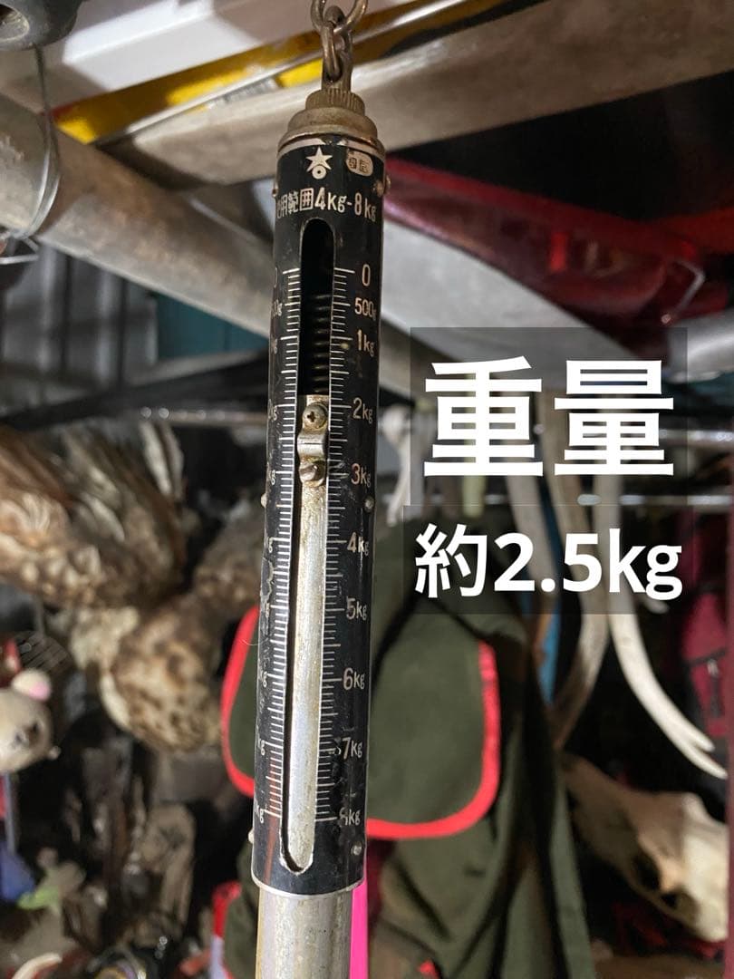 n*r様 蝦夷鹿hunting trophy（deer skull）天然