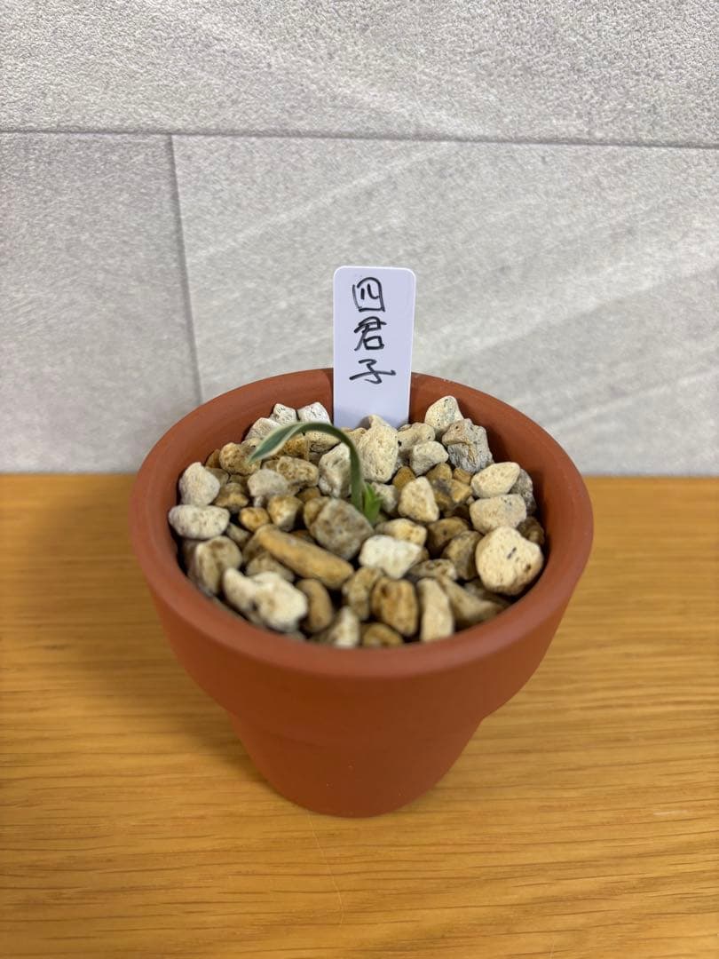 万年青　四君子　縞覆輪　超希少