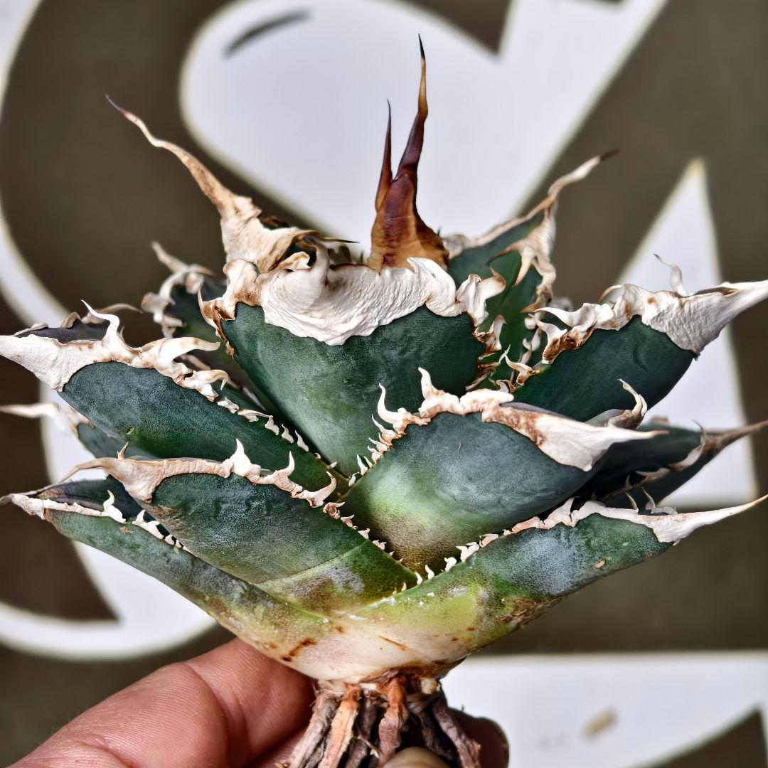 905【上澳園芸】 アガベ チタノタshangao-005 車手（レーサー）