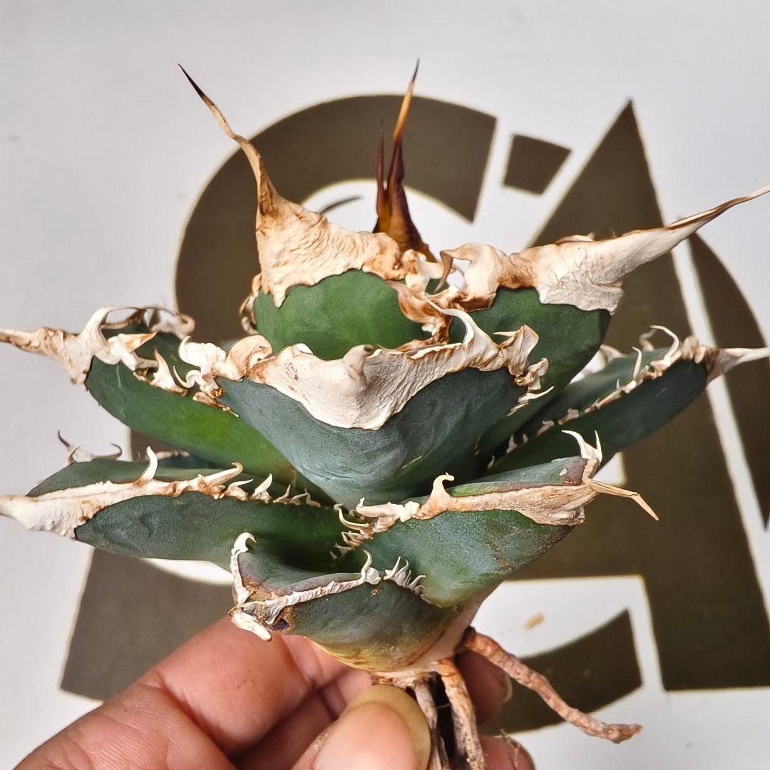 905【上澳園芸】 アガベ チタノタshangao-005 車手（レーサー）