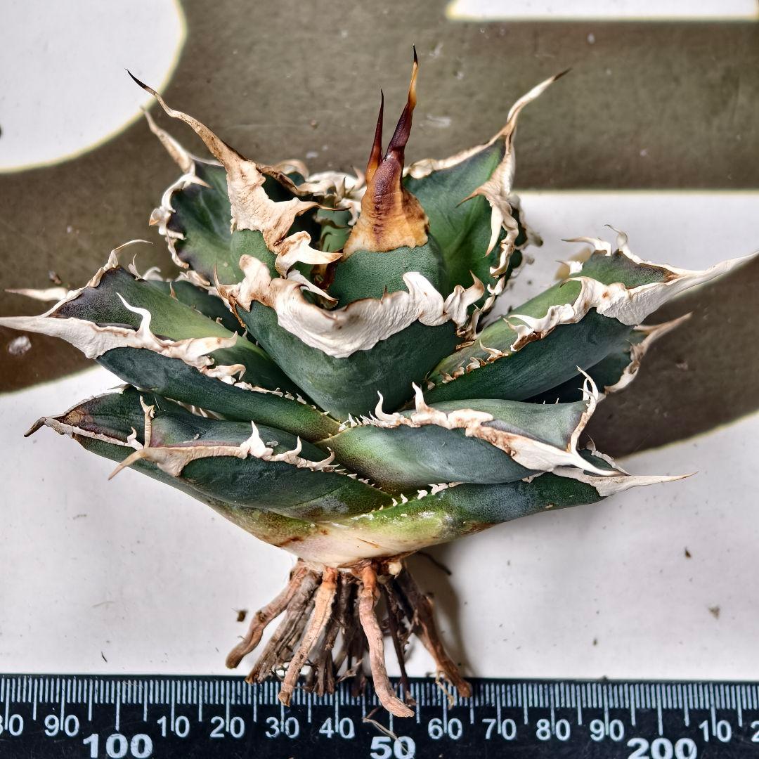 905【上澳園芸】 アガベ チタノタshangao-005 車手（レーサー）