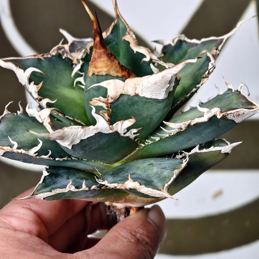 905【上澳園芸】 アガベ チタノタshangao-005 車手（レーサー）