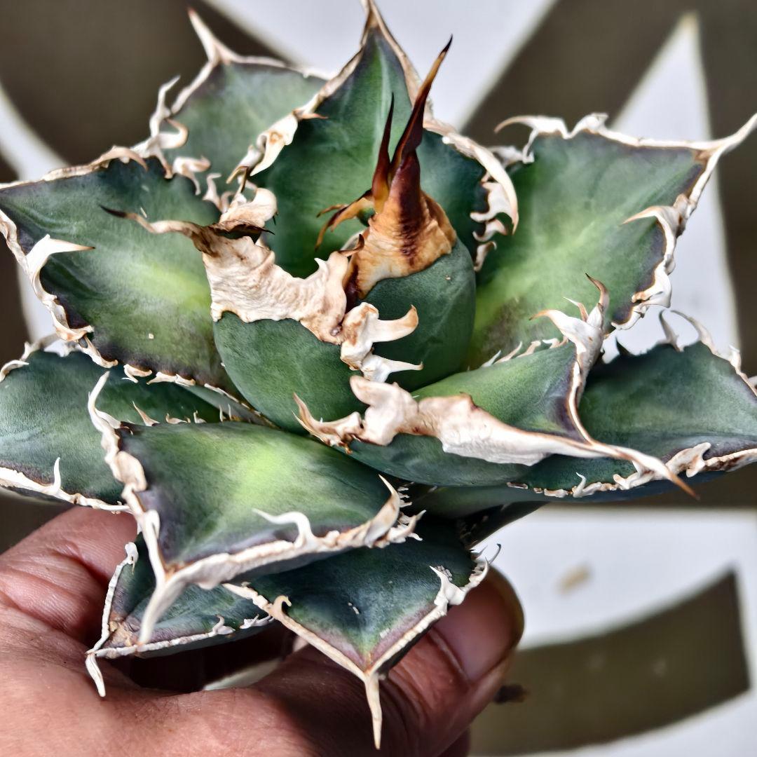 905【上澳園芸】 アガベ チタノタshangao-005 車手（レーサー）