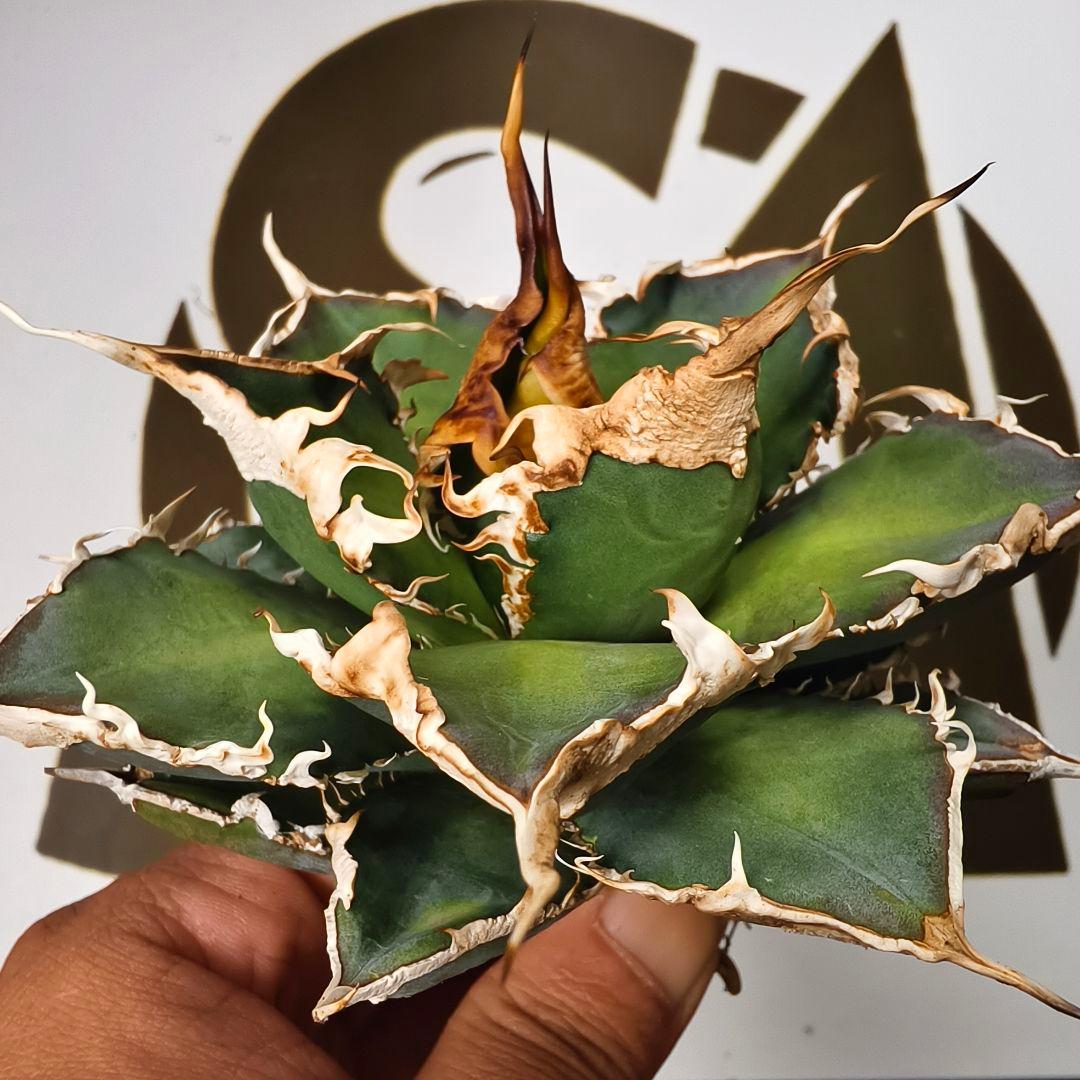 905【上澳園芸】 アガベ チタノタshangao-005 車手（レーサー）