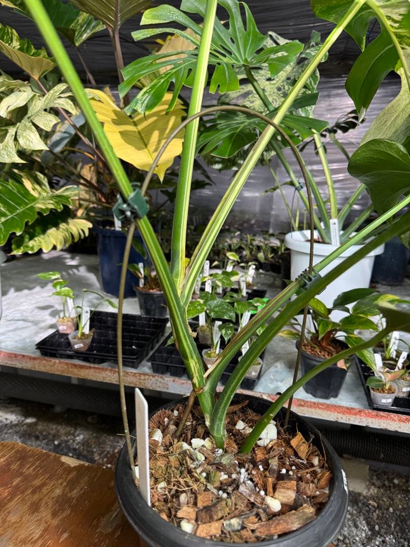 BS1モンステラ　ボルギシアナ　x デリシオーサ　ミント　美株