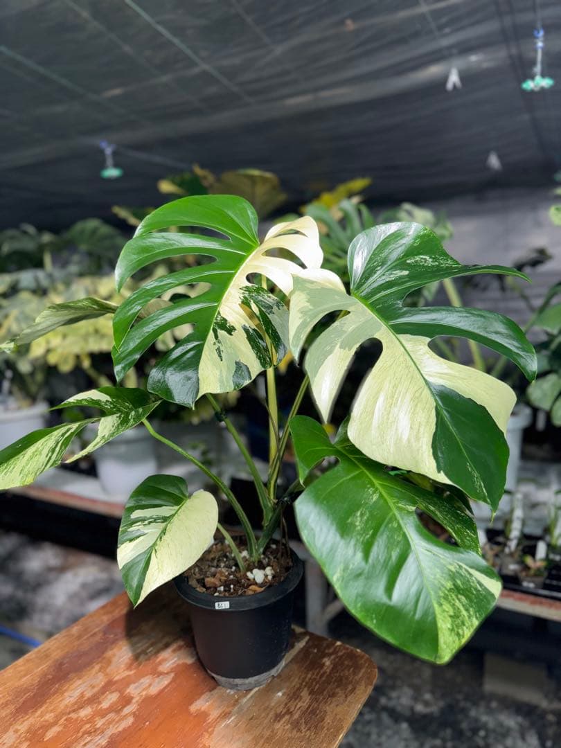 BS1モンステラ　ボルギシアナ　x デリシオーサ　ミント　美株