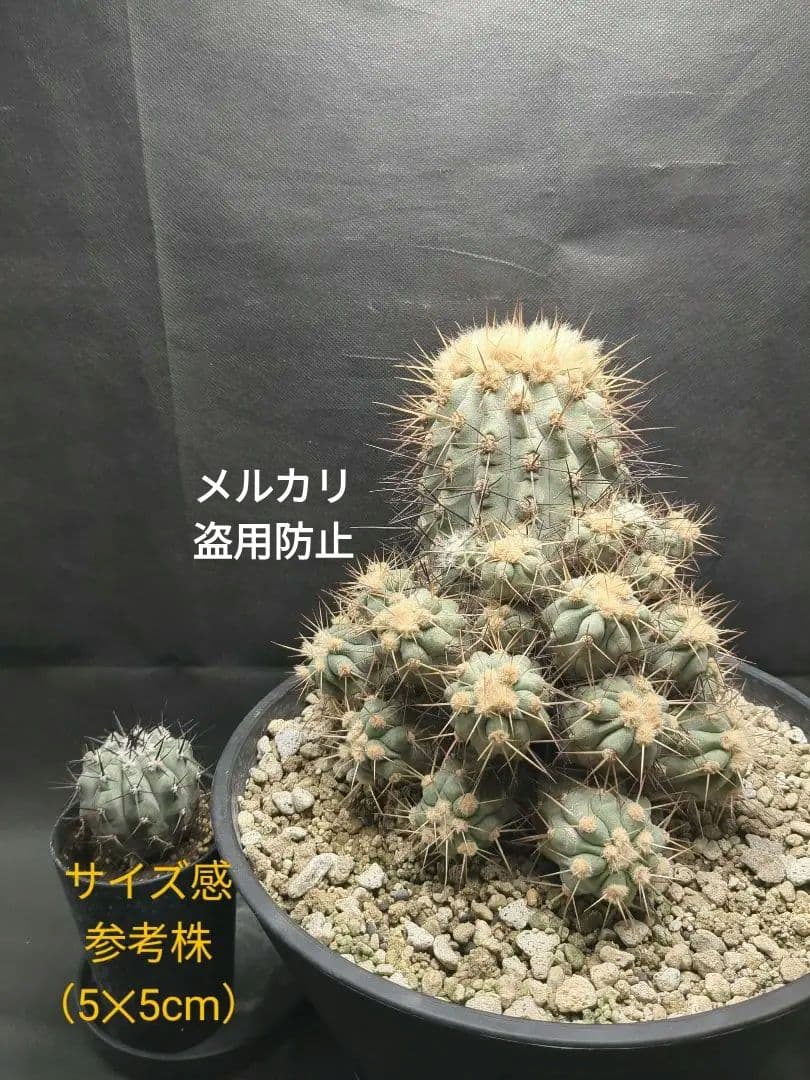 現地球　Copiapoa　大株　迫力　コピアポア ギガンティア　逆鱗丸