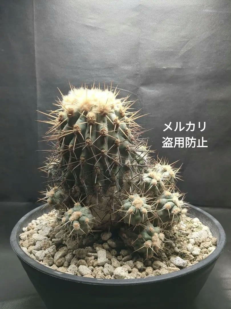 現地球　Copiapoa　大株　迫力　コピアポア ギガンティア　逆鱗丸