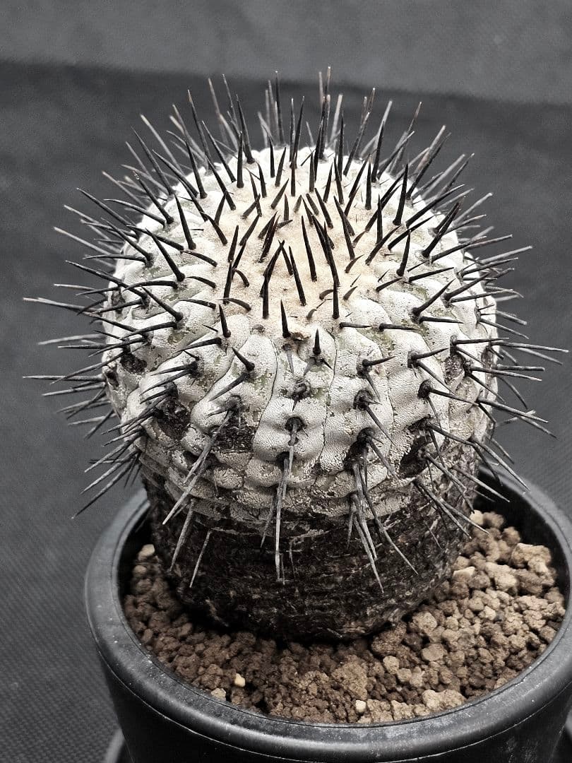 MIRAIコピアポア コルムナアルバ 　Copiapoa 　弧竜丸　現地