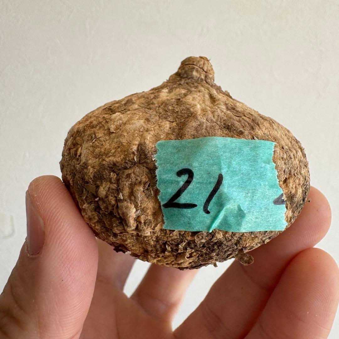 21.アデニア・オバタ 輸入直後ベアルート株　Adenia Ovata