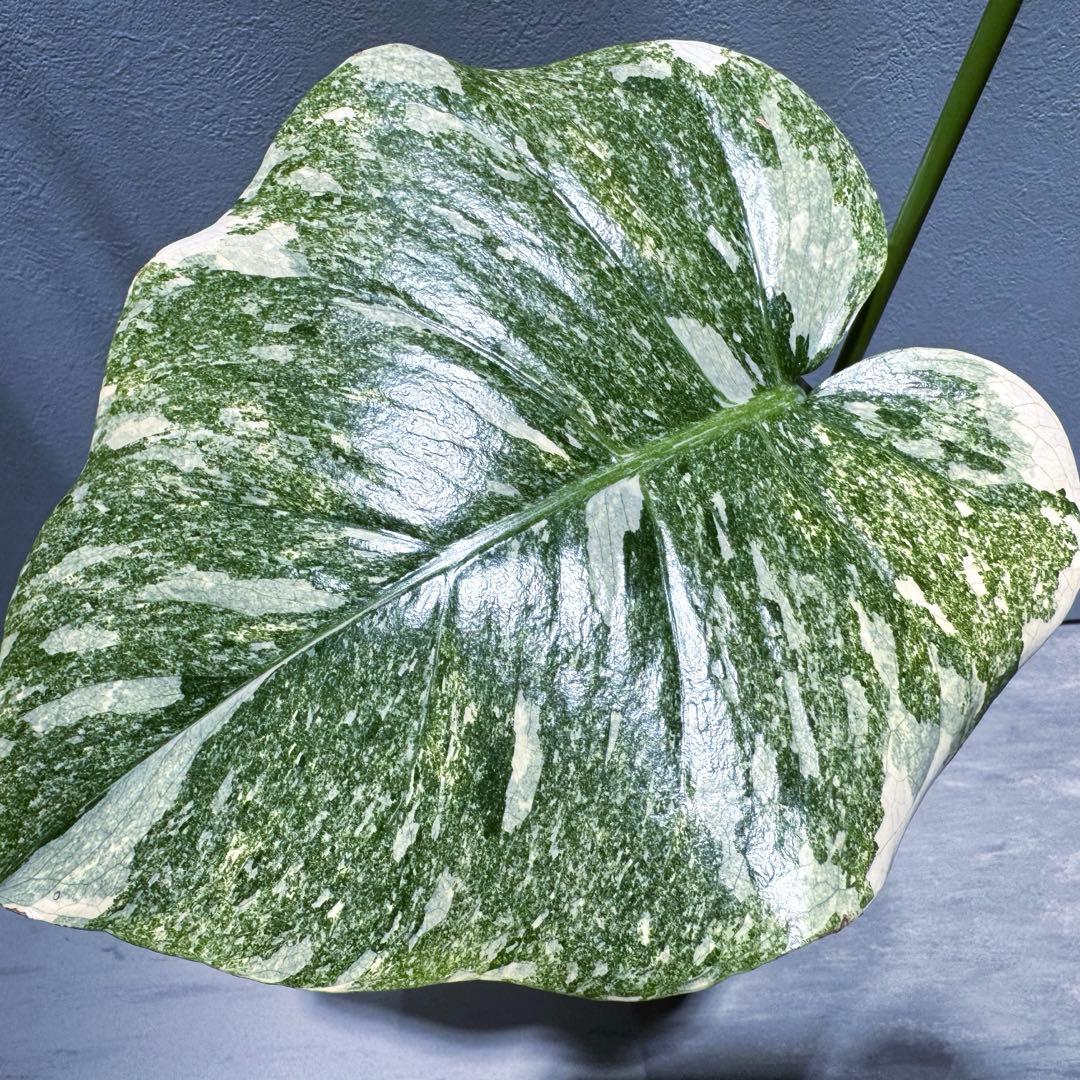 モンステラ デリシオーサ グリーンスノー Green  希少